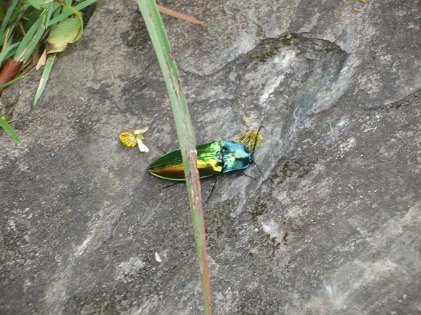 謎樣生物