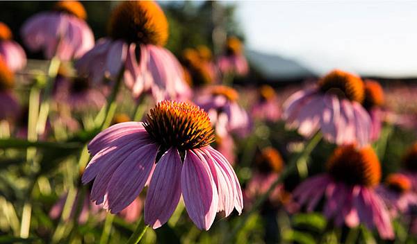 organic-echinacea-field.jpg