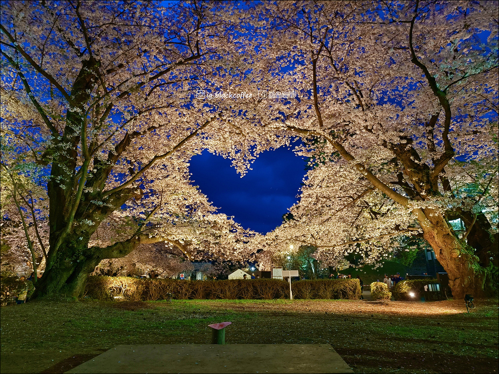 《賞櫻》【青森．弘前】弘前城、弘前公園．賞櫻名勝百選名所
