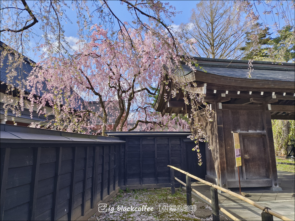 《賞櫻》【秋田.角館】檜木內川堤/武家屋敷通.賞櫻名勝百選名 《賞櫻》【秋田.角館】檜木內川堤/武家屋敷通.賞櫻名勝百選名