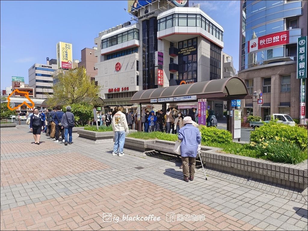《賞櫻》【岩手.雫石】小岩井農場的一本櫻 (一本桜)/小岩井 《賞櫻》【岩手.雫石】小岩井農場的一本櫻 (一本桜)/小岩井