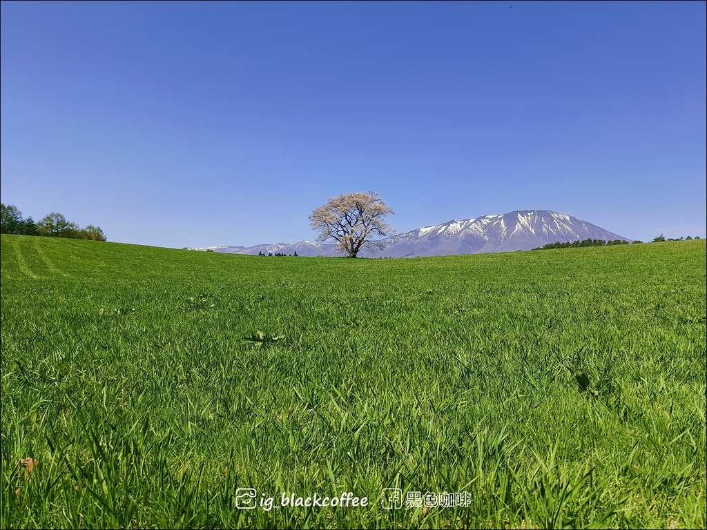 《賞櫻》【岩手.雫石】小岩井農場的一本櫻 (一本桜)/小岩井 《賞櫻》【岩手.雫石】小岩井農場的一本櫻 (一本桜)/小岩井