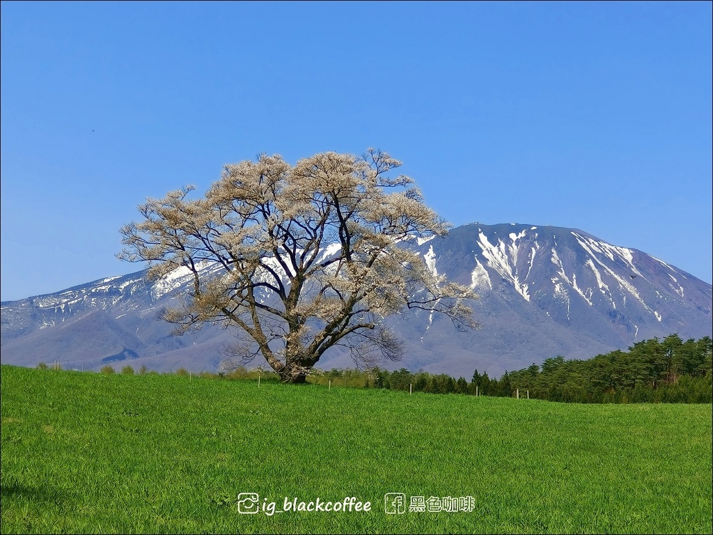 《賞櫻》【岩手.雫石】小岩井農場的一本櫻 (一本桜)/小岩井 《賞櫻》【岩手.雫石】小岩井農場的一本櫻 (一本桜)/小岩井