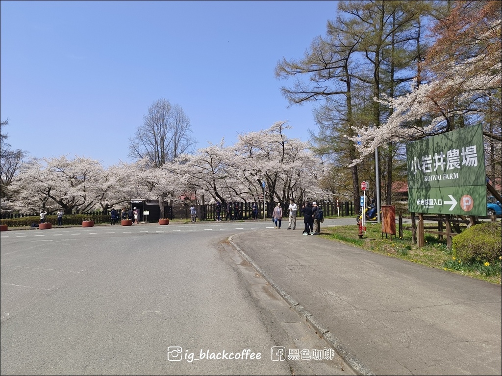 《賞櫻》【岩手.雫石】小岩井農場的一本櫻 (一本桜)/小岩井 《賞櫻》【岩手.雫石】小岩井農場的一本櫻 (一本桜)/小岩井