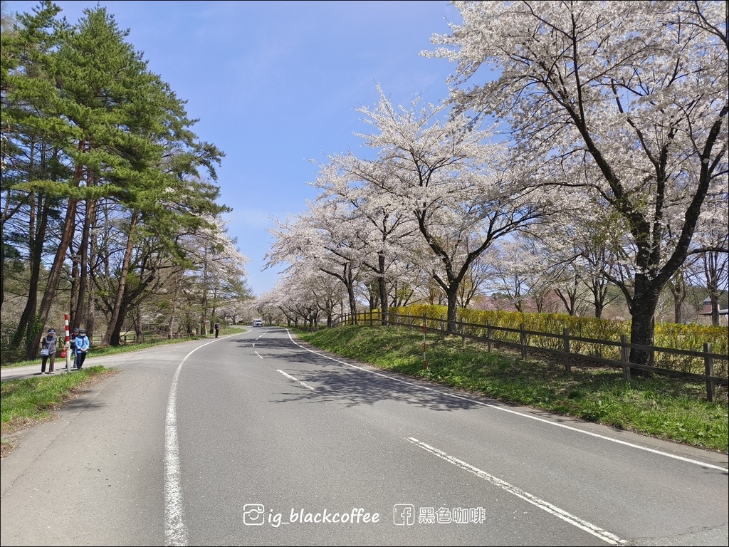 《賞櫻》【岩手.雫石】小岩井農場的一本櫻 (一本桜)/小岩井 《賞櫻》【岩手.雫石】小岩井農場的一本櫻 (一本桜)/小岩井