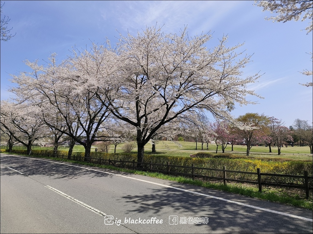 《賞櫻》【岩手.雫石】小岩井農場的一本櫻 (一本桜)/小岩井 《賞櫻》【岩手.雫石】小岩井農場的一本櫻 (一本桜)/小岩井
