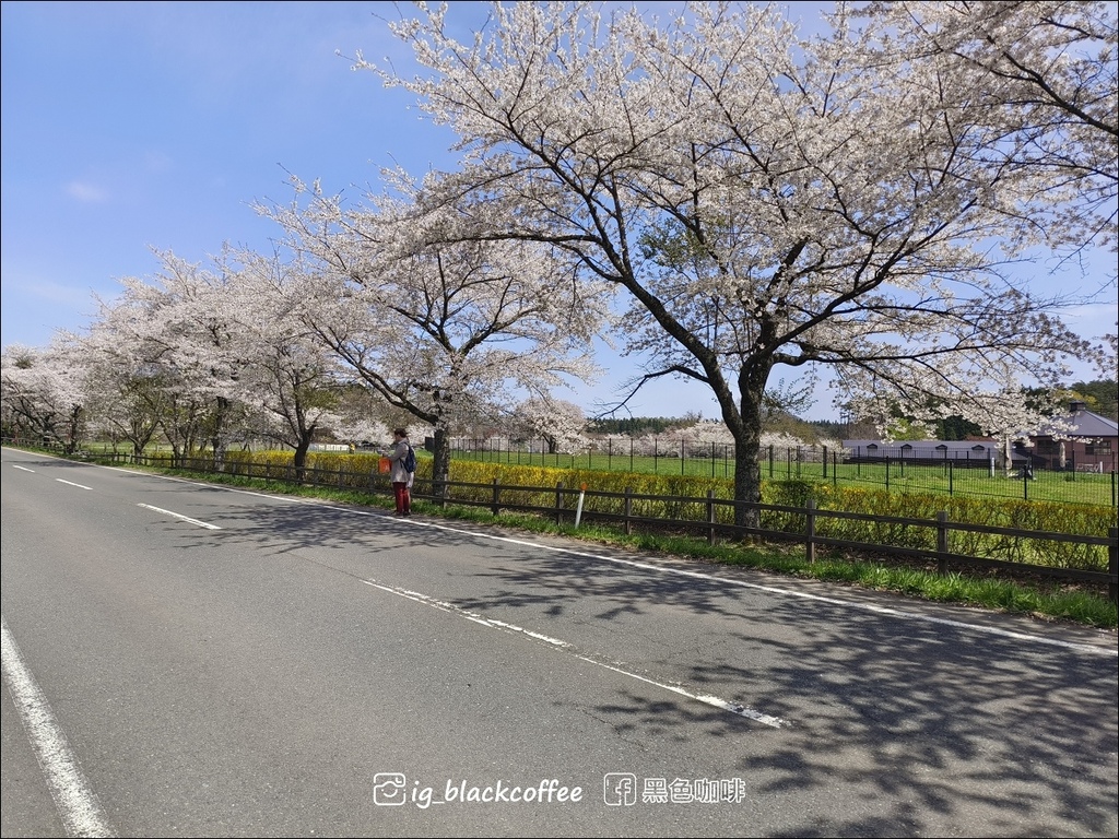 《賞櫻》【岩手.雫石】小岩井農場的一本櫻 (一本桜)/小岩井 《賞櫻》【岩手.雫石】小岩井農場的一本櫻 (一本桜)/小岩井