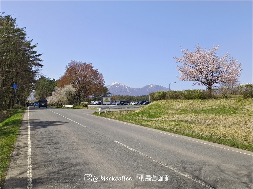 《賞櫻》【岩手.雫石】小岩井農場的一本櫻 (一本桜)/小岩井 《賞櫻》【岩手.雫石】小岩井農場的一本櫻 (一本桜)/小岩井