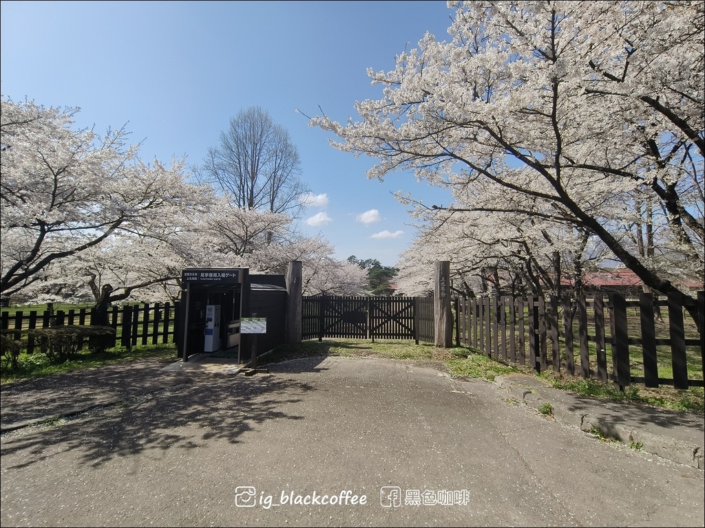 《賞櫻》【岩手.雫石】小岩井農場的一本櫻 (一本桜)/小岩井 《賞櫻》【岩手.雫石】小岩井農場的一本櫻 (一本桜)/小岩井