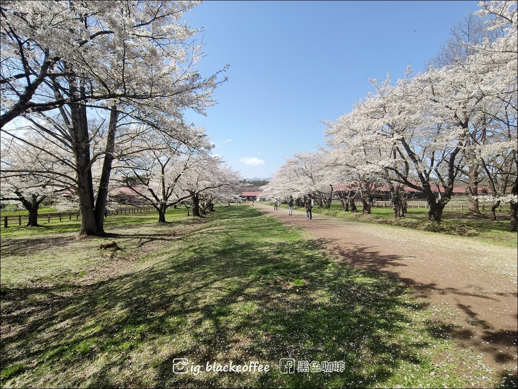 《賞櫻》【岩手.雫石】小岩井農場的一本櫻 (一本桜)/小岩井 《賞櫻》【岩手.雫石】小岩井農場的一本櫻 (一本桜)/小岩井