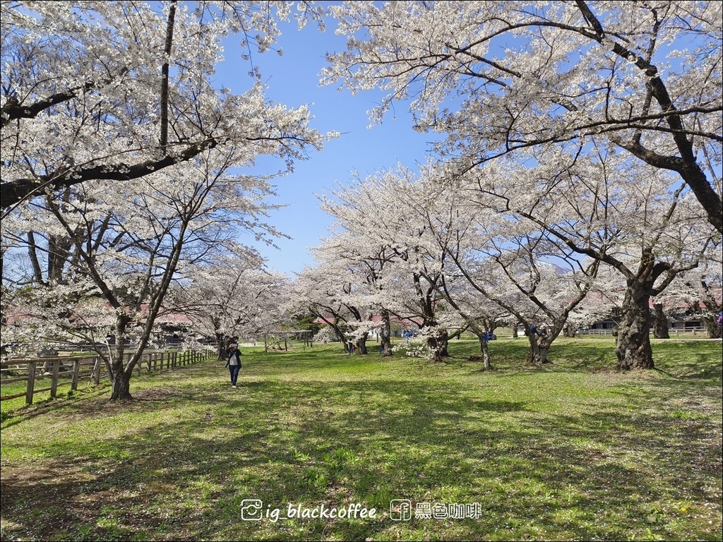 《賞櫻》【岩手.雫石】小岩井農場的一本櫻 (一本桜)/小岩井 《賞櫻》【岩手.雫石】小岩井農場的一本櫻 (一本桜)/小岩井