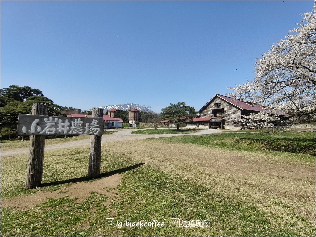 《賞櫻》【岩手.雫石】小岩井農場的一本櫻 (一本桜)/小岩井 《賞櫻》【岩手.雫石】小岩井農場的一本櫻 (一本桜)/小岩井