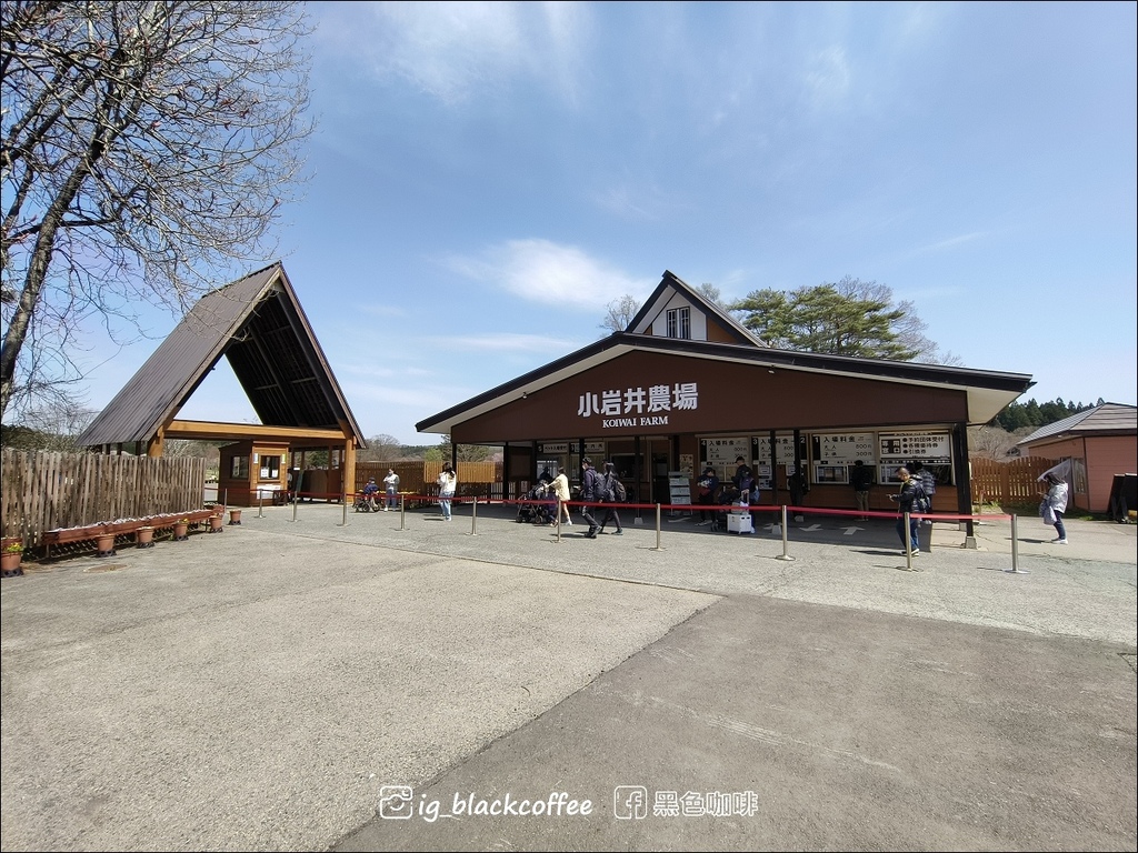 《賞櫻》【岩手.雫石】小岩井農場的一本櫻 (一本桜)/小岩井 《賞櫻》【岩手.雫石】小岩井農場的一本櫻 (一本桜)/小岩井