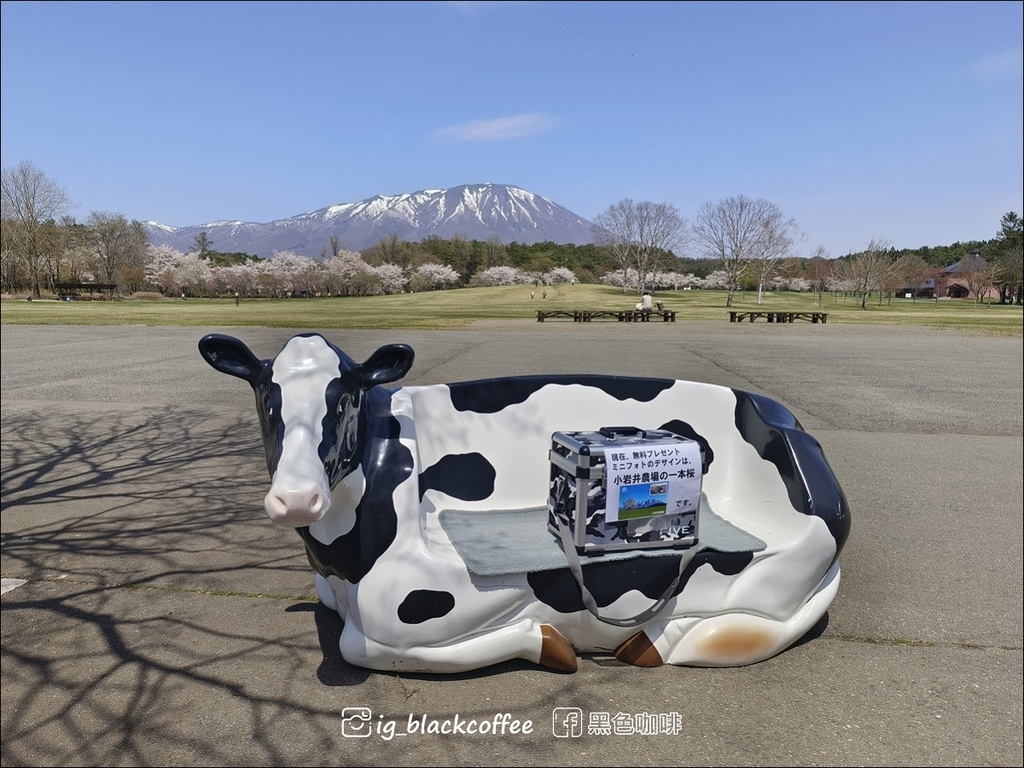 《賞櫻》【岩手.雫石】小岩井農場的一本櫻 (一本桜)/小岩井 《賞櫻》【岩手.雫石】小岩井農場的一本櫻 (一本桜)/小岩井