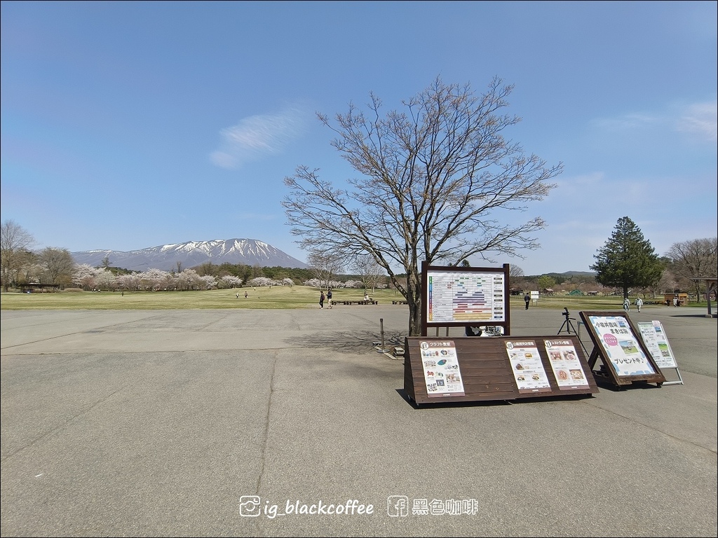 《賞櫻》【岩手.雫石】小岩井農場的一本櫻 (一本桜)/小岩井 《賞櫻》【岩手.雫石】小岩井農場的一本櫻 (一本桜)/小岩井
