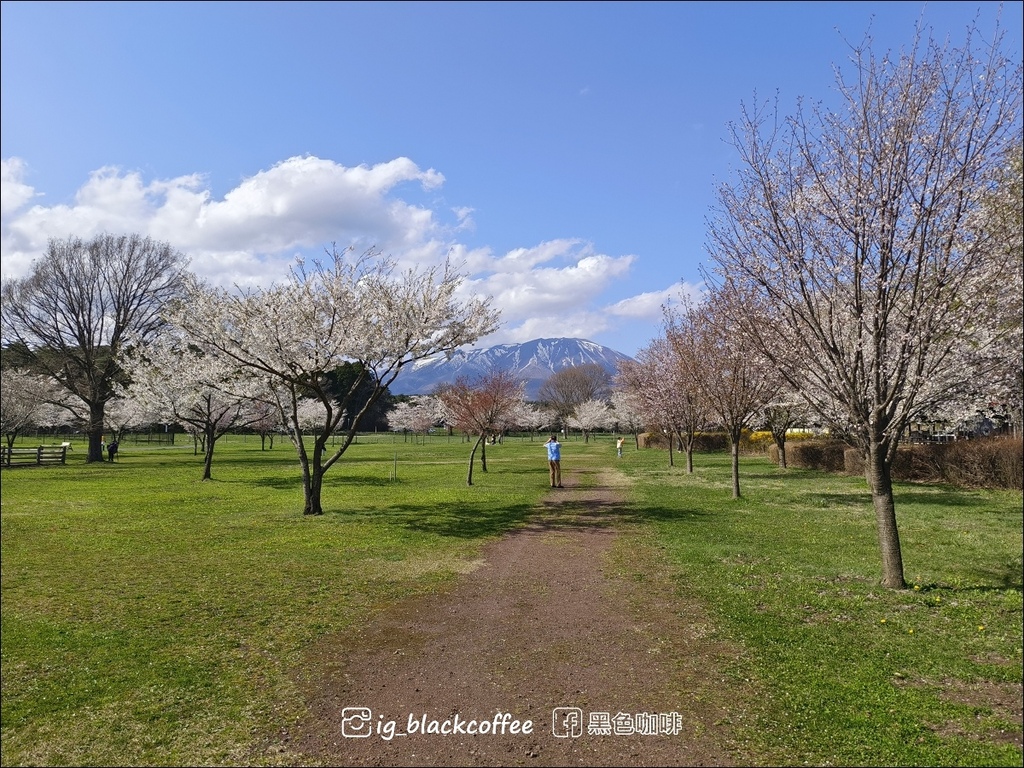 《賞櫻》【岩手.雫石】小岩井農場的一本櫻 (一本桜)/小岩井 《賞櫻》【岩手.雫石】小岩井農場的一本櫻 (一本桜)/小岩井