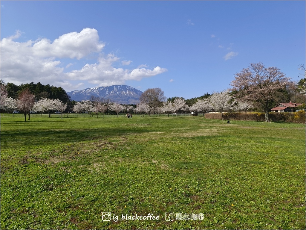 《賞櫻》【岩手.雫石】小岩井農場的一本櫻 (一本桜)/小岩井 《賞櫻》【岩手.雫石】小岩井農場的一本櫻 (一本桜)/小岩井