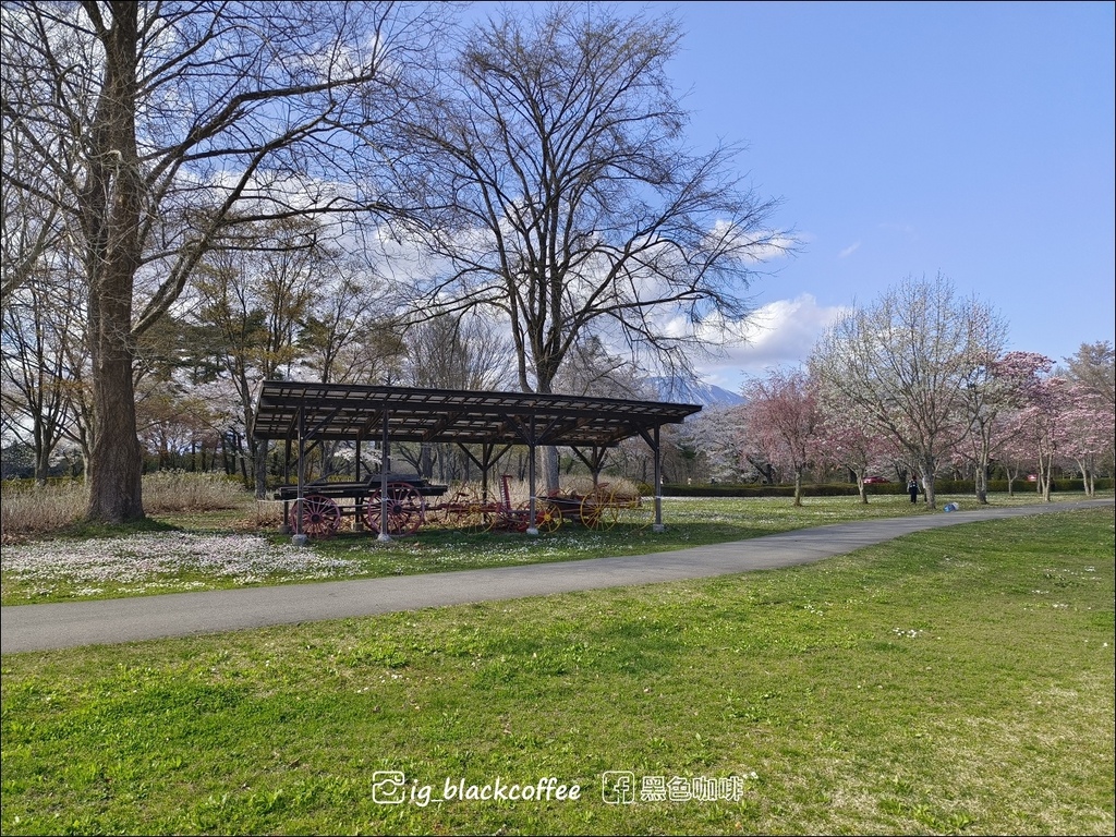 《賞櫻》【岩手.雫石】小岩井農場的一本櫻 (一本桜)/小岩井 《賞櫻》【岩手.雫石】小岩井農場的一本櫻 (一本桜)/小岩井