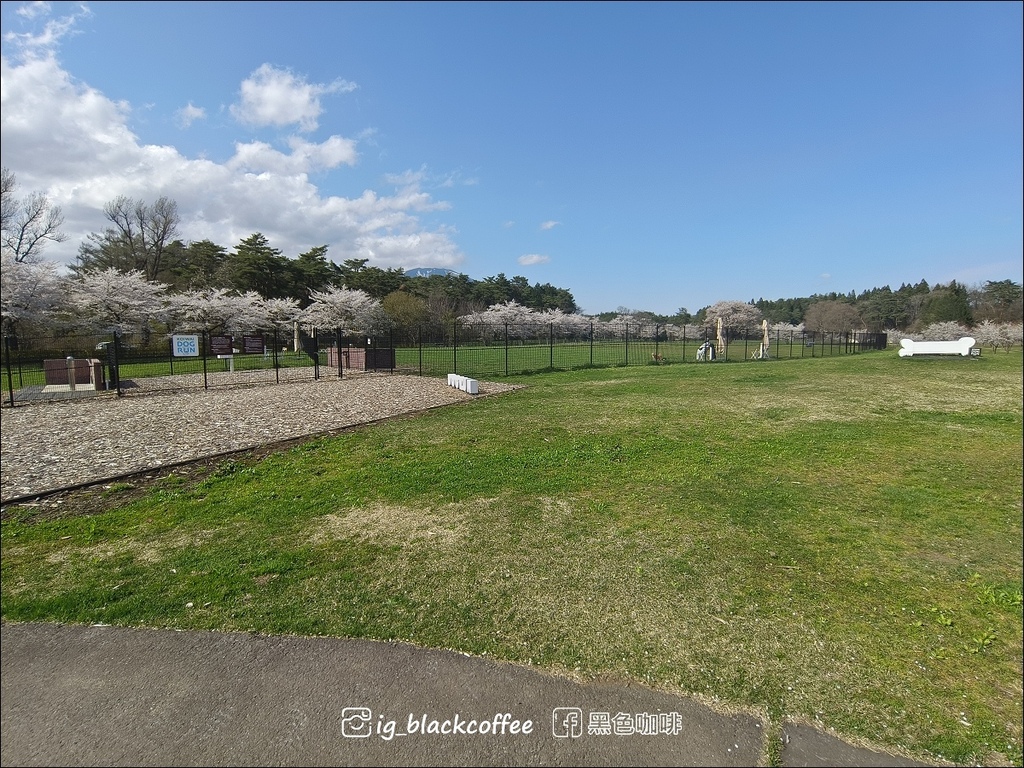 《賞櫻》【岩手.雫石】小岩井農場的一本櫻 (一本桜)/小岩井 《賞櫻》【岩手.雫石】小岩井農場的一本櫻 (一本桜)/小岩井