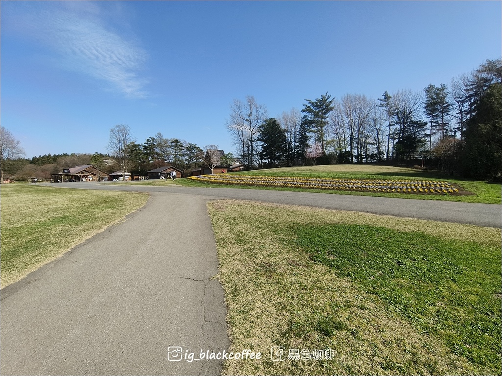 《賞櫻》【岩手.雫石】小岩井農場的一本櫻 (一本桜)/小岩井 《賞櫻》【岩手.雫石】小岩井農場的一本櫻 (一本桜)/小岩井