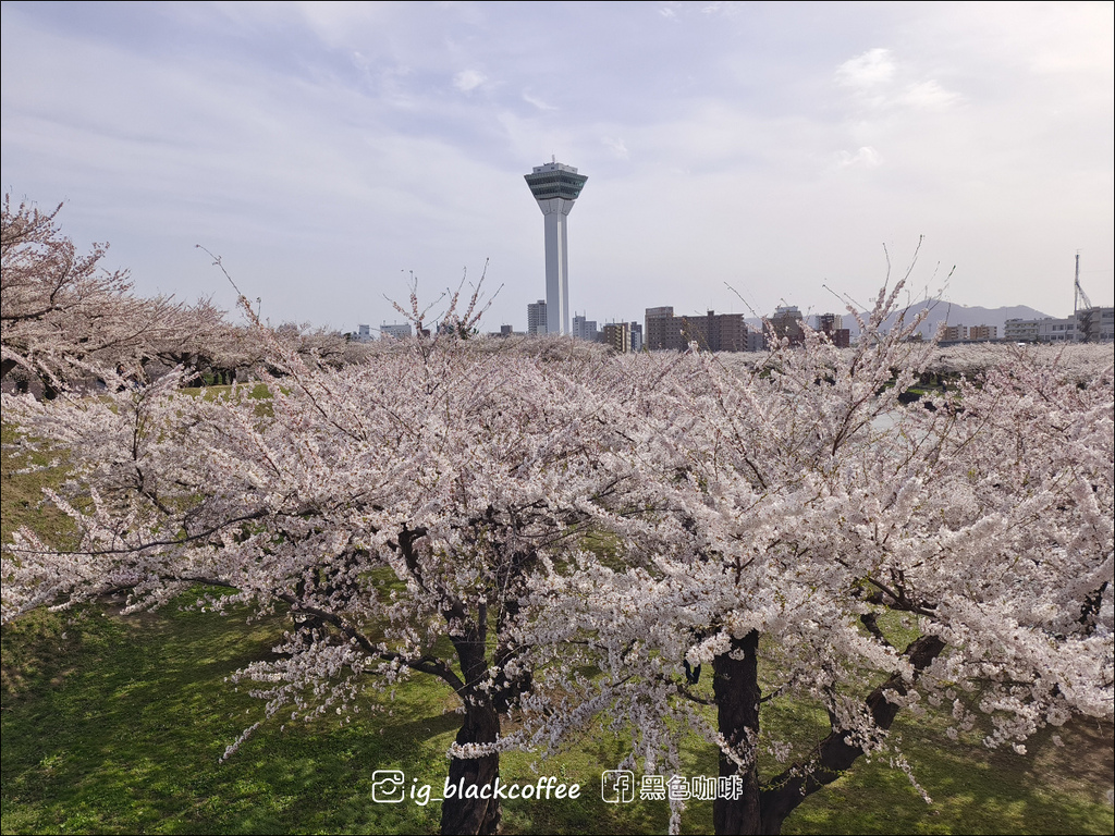 《賞櫻》【北海道.函館】五稜郭公園.賞櫻名勝百選名所|六花亭 《賞櫻》【北海道.函館】五稜郭公園.賞櫻名勝百選名所|六花亭