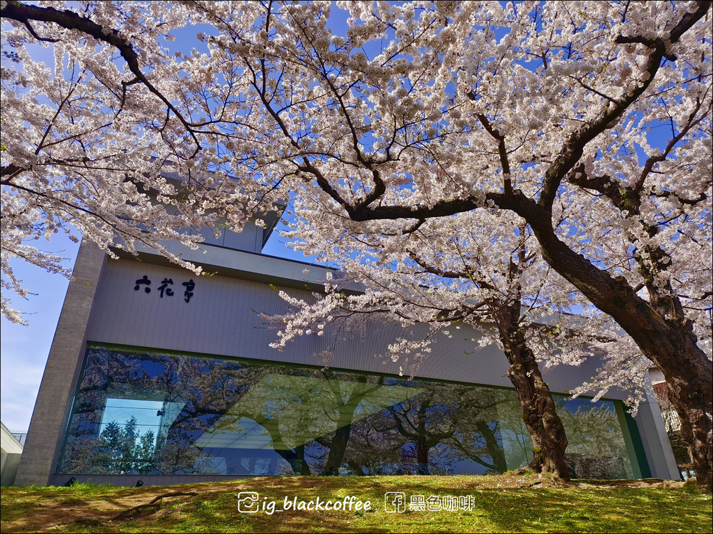 《賞櫻》【北海道.函館】五稜郭公園.賞櫻名勝百選名所|六花亭 《賞櫻》【北海道.函館】五稜郭公園.賞櫻名勝百選名所|六花亭