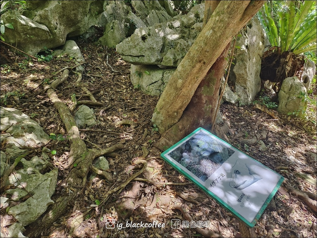 【沖繩.北部】山原國立公園.大石林山,4條路線完整介紹 【沖繩.北部】山原國立公園.大石林山,4條路線完整介紹