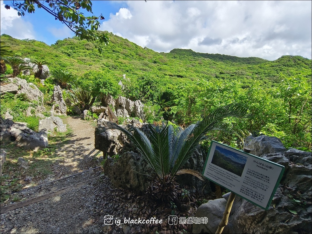 【沖繩.北部】山原國立公園.大石林山,4條路線完整介紹 【沖繩.北部】山原國立公園.大石林山,4條路線完整介紹