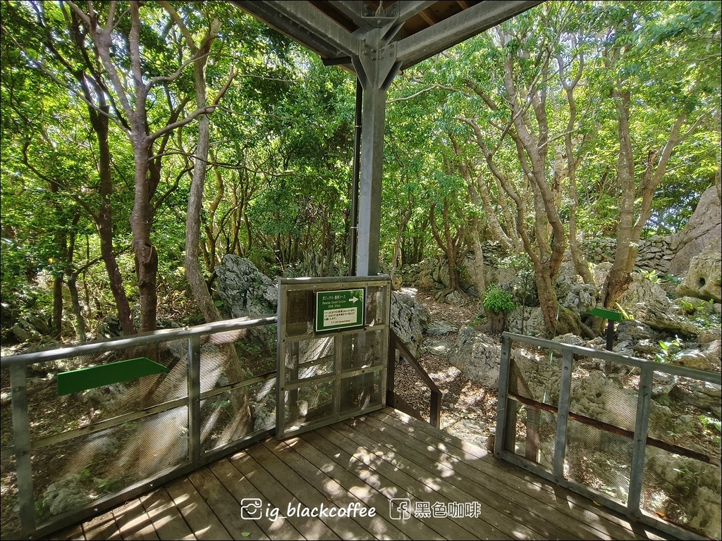 【沖繩.北部】山原國立公園.大石林山,4條路線完整介紹 【沖繩.北部】山原國立公園.大石林山,4條路線完整介紹