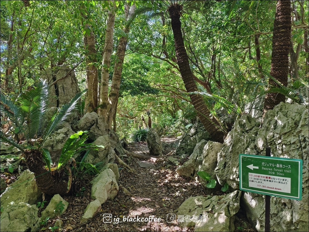 【沖繩.北部】山原國立公園.大石林山,4條路線完整介紹 【沖繩.北部】山原國立公園.大石林山,4條路線完整介紹