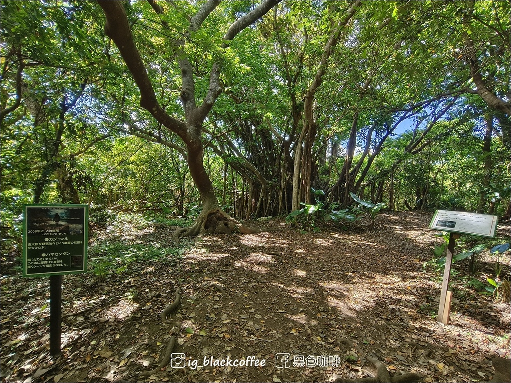 【沖繩．北部】山原國立公園．大石林山，4條路線完整介紹