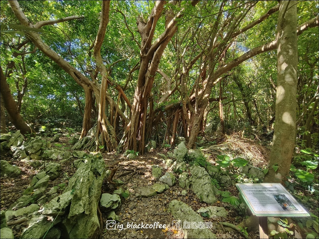 【沖繩.北部】山原國立公園.大石林山,4條路線完整介紹 【沖繩.北部】山原國立公園.大石林山,4條路線完整介紹