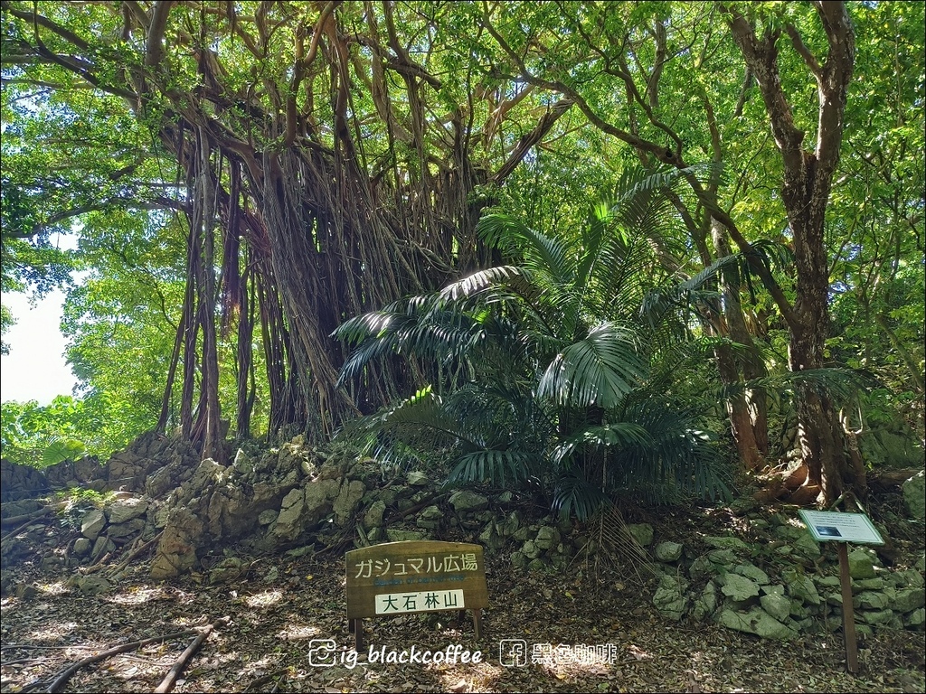 【沖繩.北部】山原國立公園.大石林山,4條路線完整介紹 【沖繩.北部】山原國立公園.大石林山,4條路線完整介紹