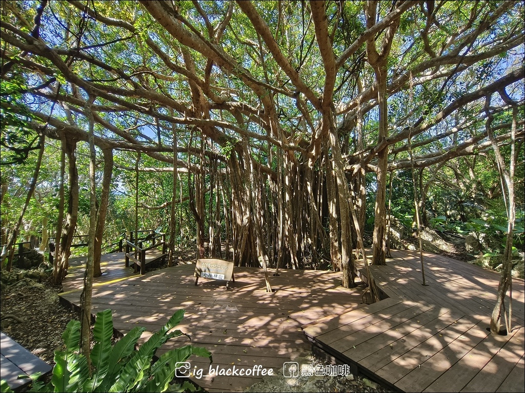 【沖繩.北部】山原國立公園.大石林山,4條路線完整介紹 【沖繩.北部】山原國立公園.大石林山,4條路線完整介紹