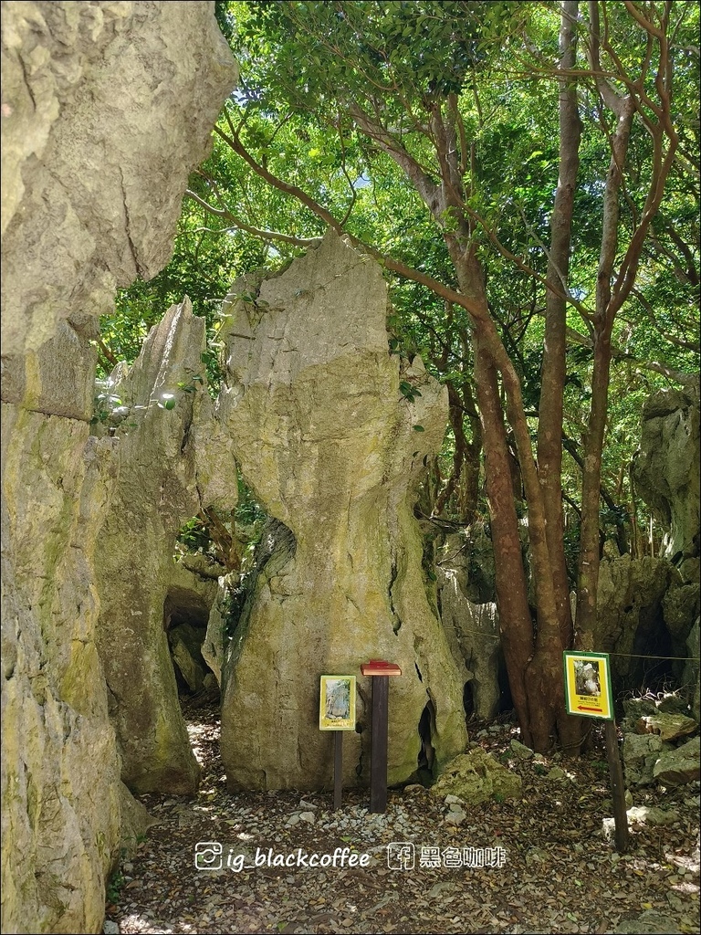 【沖繩.北部】山原國立公園.大石林山,4條路線完整介紹 【沖繩.北部】山原國立公園.大石林山,4條路線完整介紹