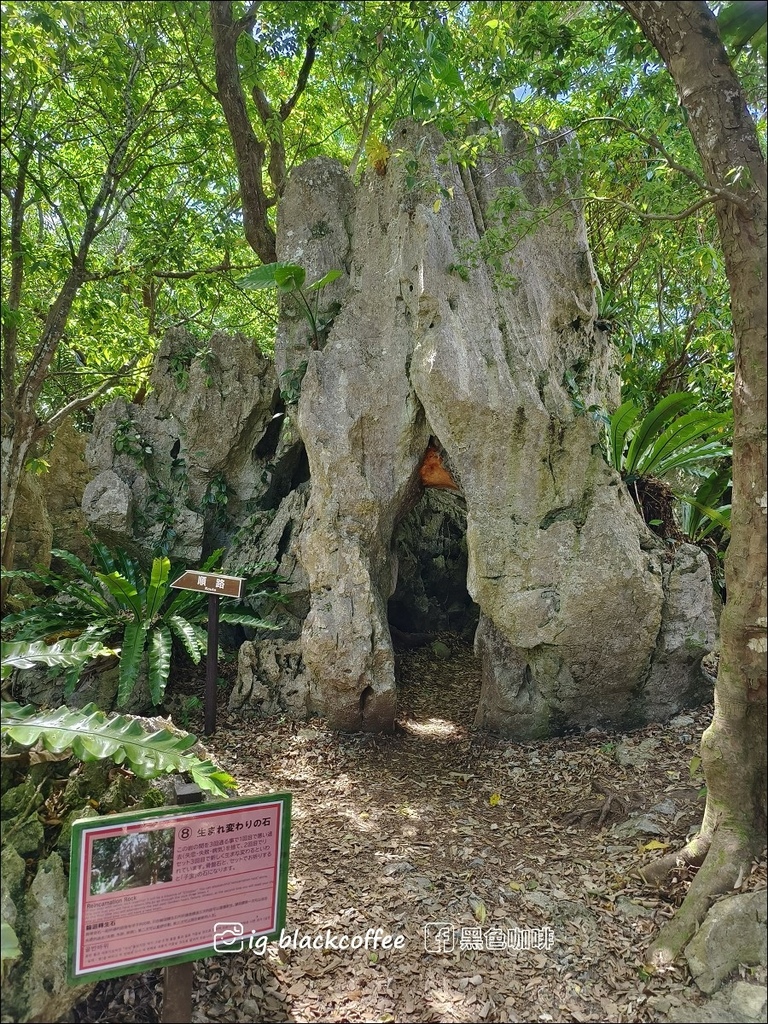【沖繩.北部】山原國立公園.大石林山,4條路線完整介紹 【沖繩.北部】山原國立公園.大石林山,4條路線完整介紹