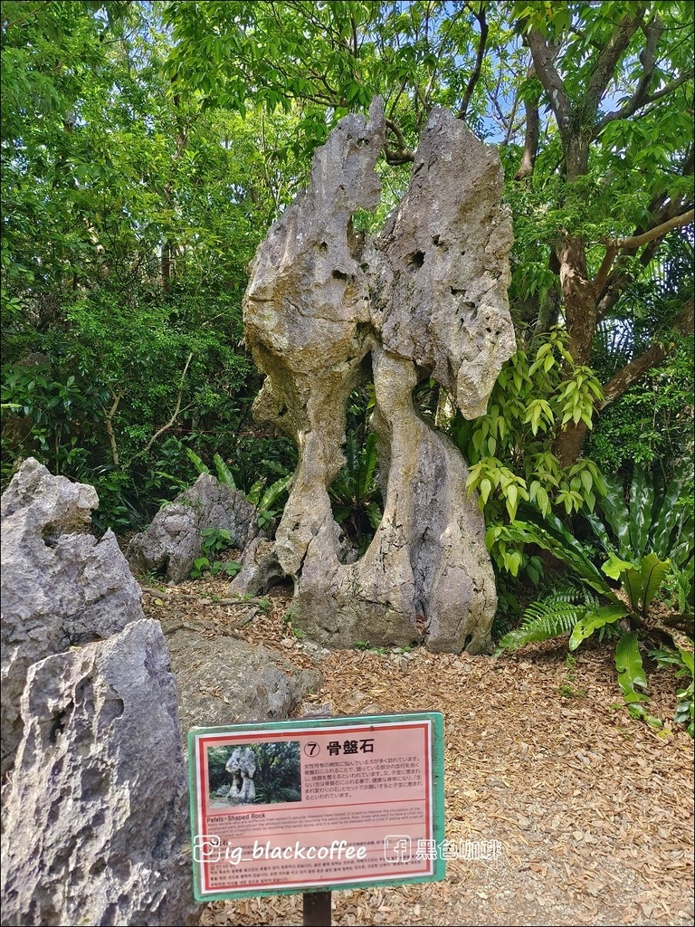 【沖繩.北部】山原國立公園.大石林山,4條路線完整介紹 【沖繩.北部】山原國立公園.大石林山,4條路線完整介紹