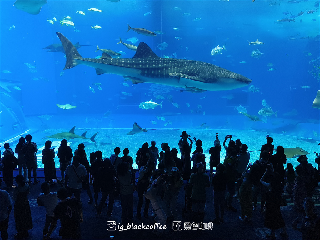 【沖繩．北部】沖繩美麗海水族館 (沖縄美ら海水族館)．詳細解