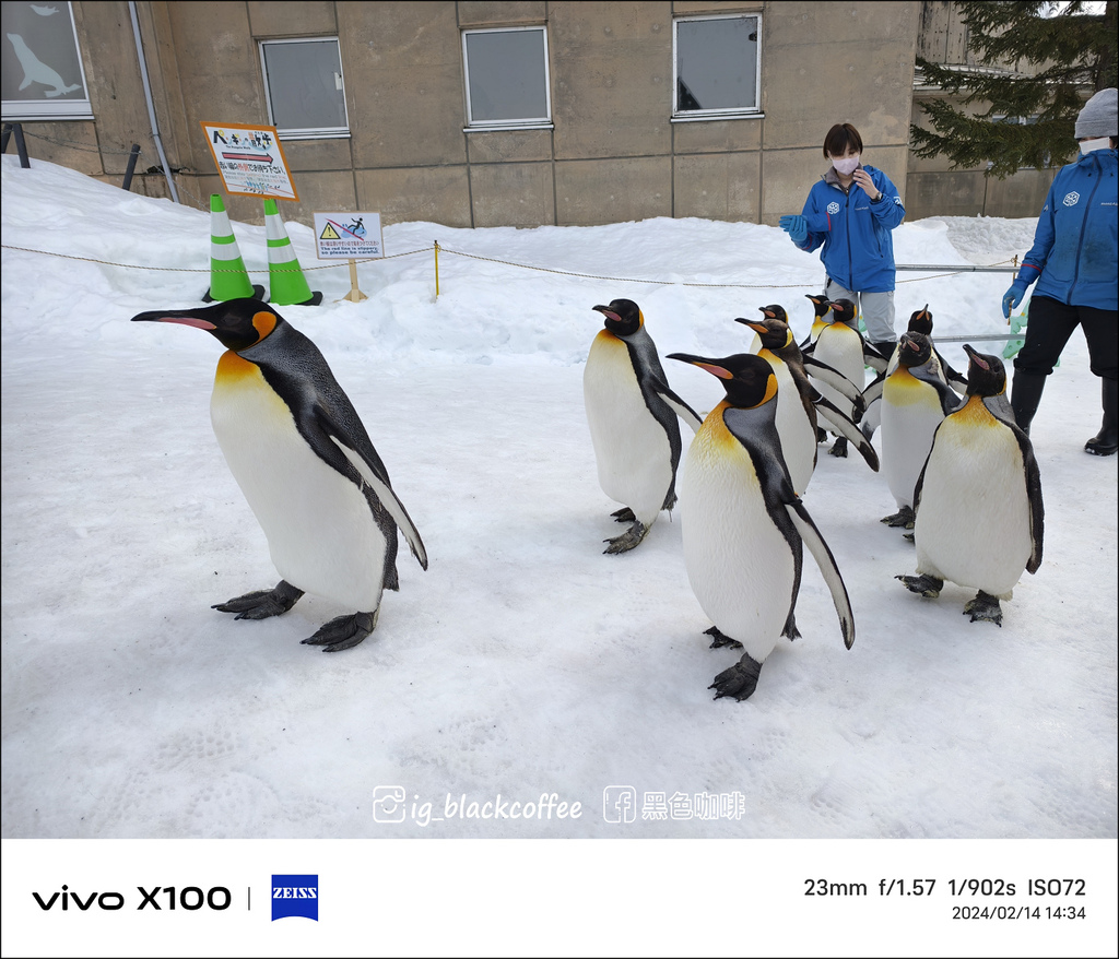 《遊》【北海道．旭川】旭山動物園．冬季限定 - 超可愛的企鵝