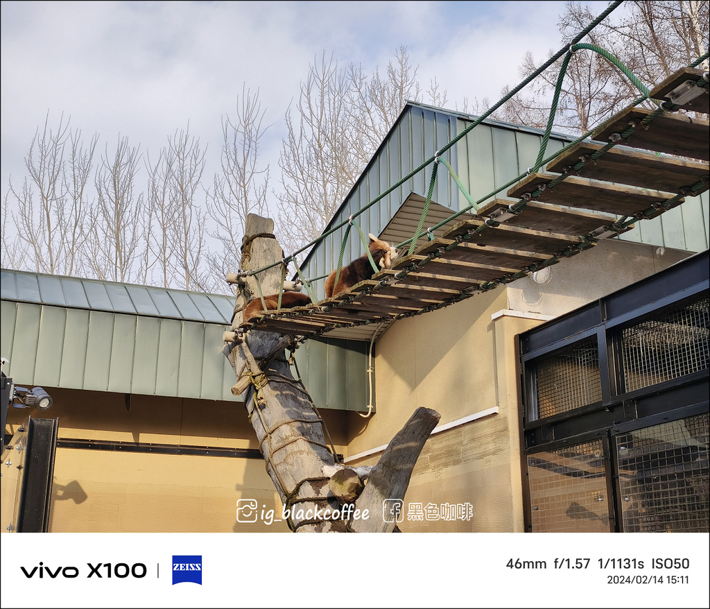 《遊》【北海道.旭川】旭山動物園.冬季限定 - 超可愛的企鵝 《遊》【北海道.旭川】旭山動物園.冬季限定 - 超可愛的企鵝