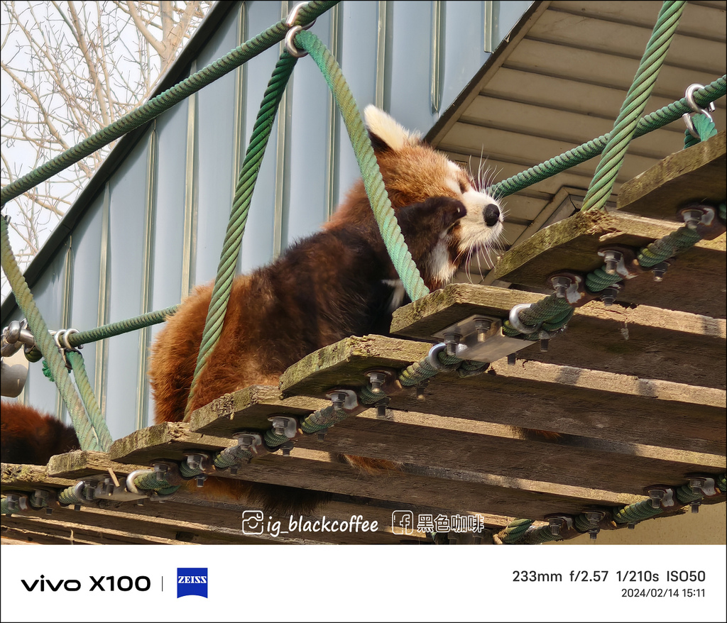 《遊》【北海道．旭川】旭山動物園．冬季限定 - 超可愛的企鵝