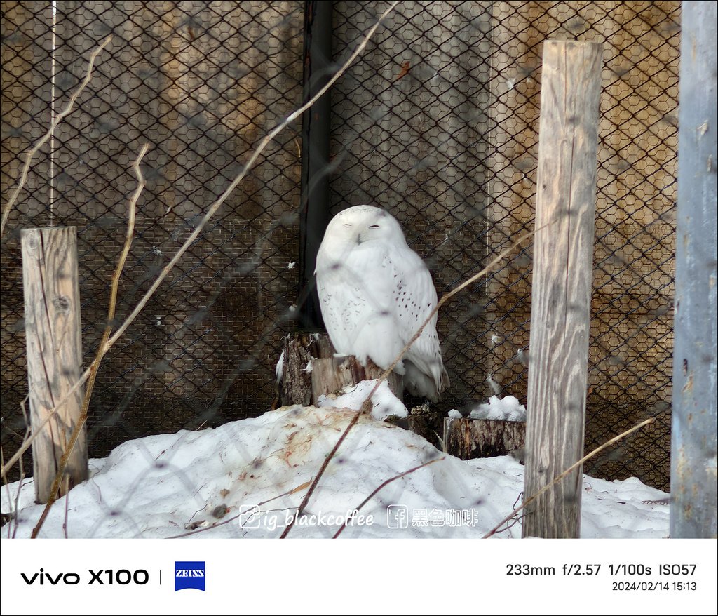 《遊》【北海道．旭川】旭山動物園．冬季限定 - 超可愛的企鵝