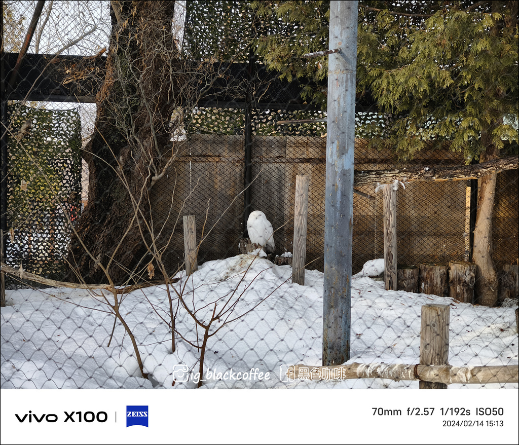 《遊》【北海道．旭川】旭山動物園．冬季限定 - 超可愛的企鵝