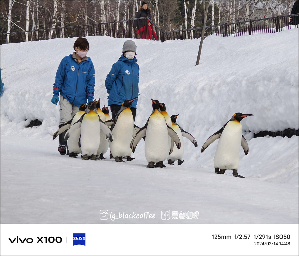 《遊》【北海道．旭川】旭山動物園．冬季限定 - 超可愛的企鵝