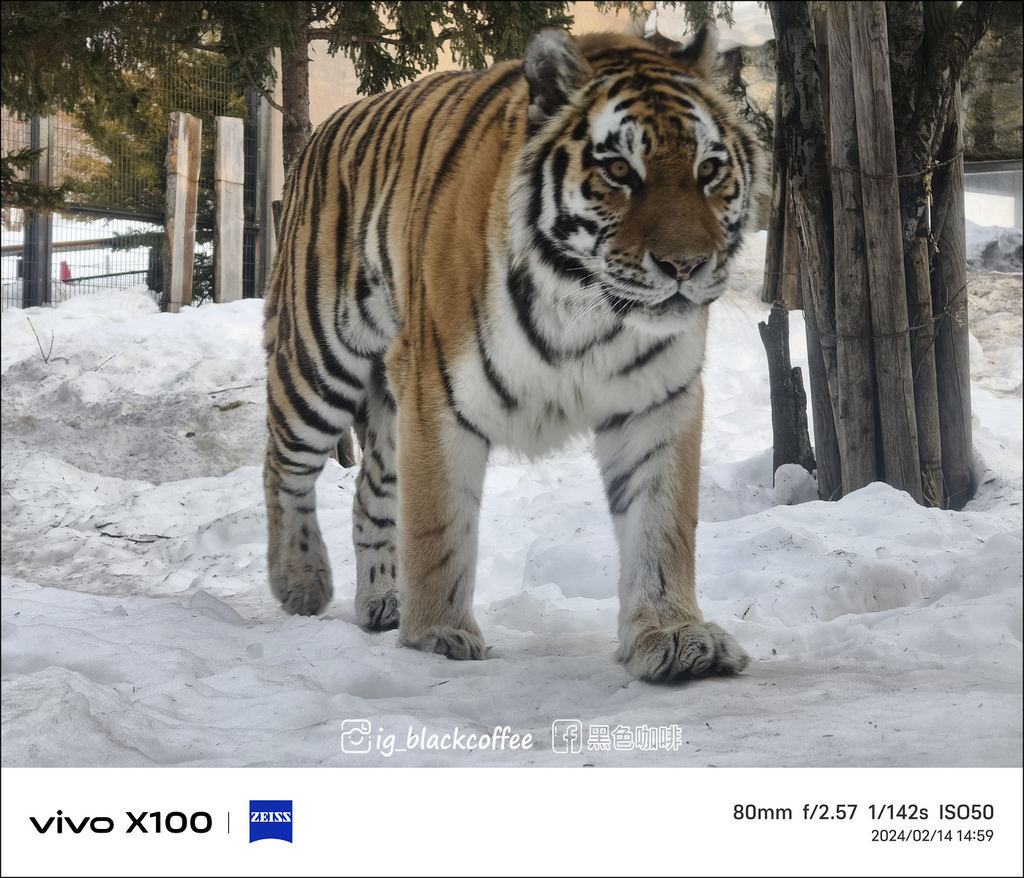 《遊》【北海道．旭川】旭山動物園．冬季限定 - 超可愛的企鵝