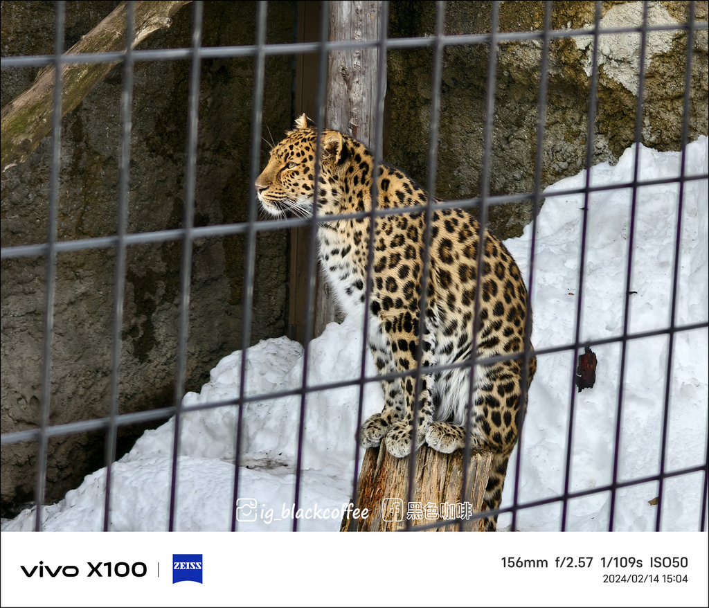 《遊》【北海道.旭川】旭山動物園.冬季限定 - 超可愛的企鵝 《遊》【北海道.旭川】旭山動物園.冬季限定 - 超可愛的企鵝