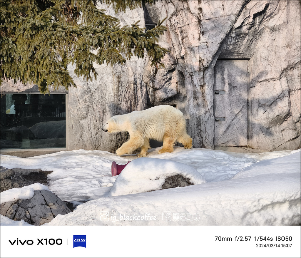 《遊》【北海道.旭川】旭山動物園.冬季限定 - 超可愛的企鵝 《遊》【北海道.旭川】旭山動物園.冬季限定 - 超可愛的企鵝