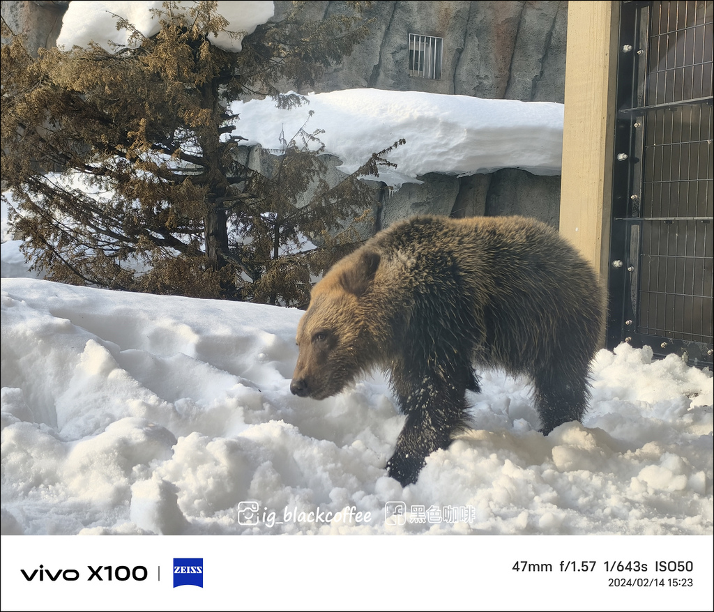 《遊》【北海道.旭川】旭山動物園.冬季限定 - 超可愛的企鵝 《遊》【北海道.旭川】旭山動物園.冬季限定 - 超可愛的企鵝