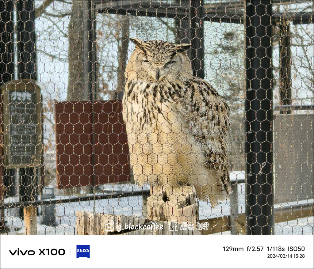 《遊》【北海道．旭川】旭山動物園．冬季限定 - 超可愛的企鵝