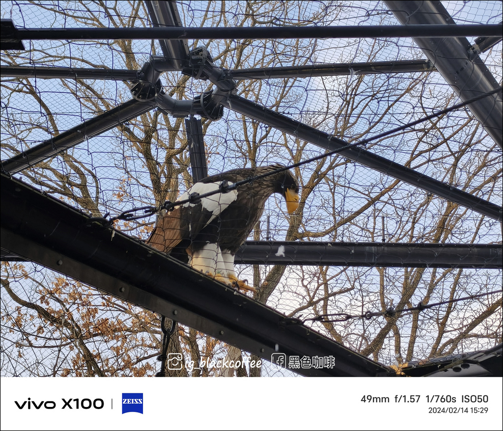 《遊》【北海道.旭川】旭山動物園.冬季限定 - 超可愛的企鵝 《遊》【北海道.旭川】旭山動物園.冬季限定 - 超可愛的企鵝